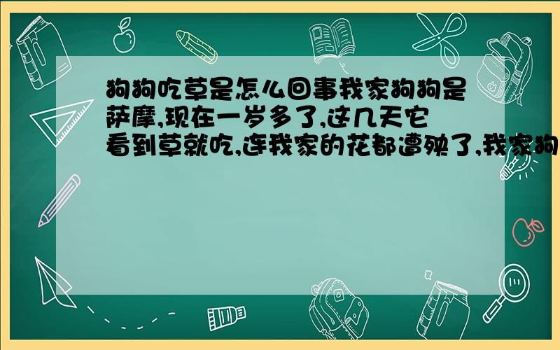 狗狗吃草是怎么回事我家狗狗是萨摩,现在一岁多了,这几天它看到草就吃,连我家的花都遭殃了,我家狗狗是不是生病了,为什么会这