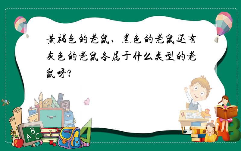 黄褐色的老鼠、黑色的老鼠还有灰色的老鼠各属于什么类型的老鼠呀?