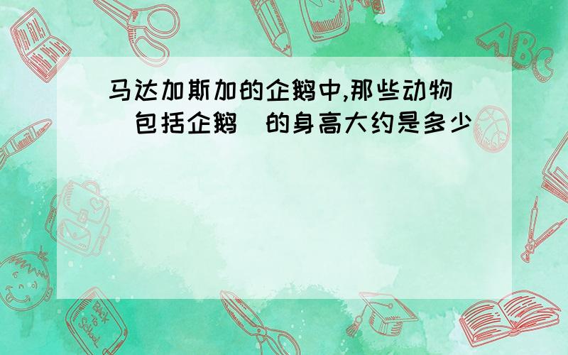 马达加斯加的企鹅中,那些动物（包括企鹅）的身高大约是多少