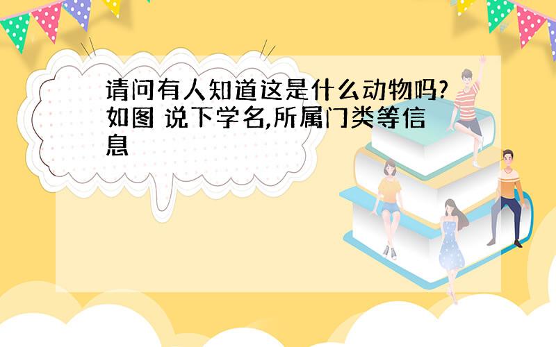 请问有人知道这是什么动物吗?如图 说下学名,所属门类等信息