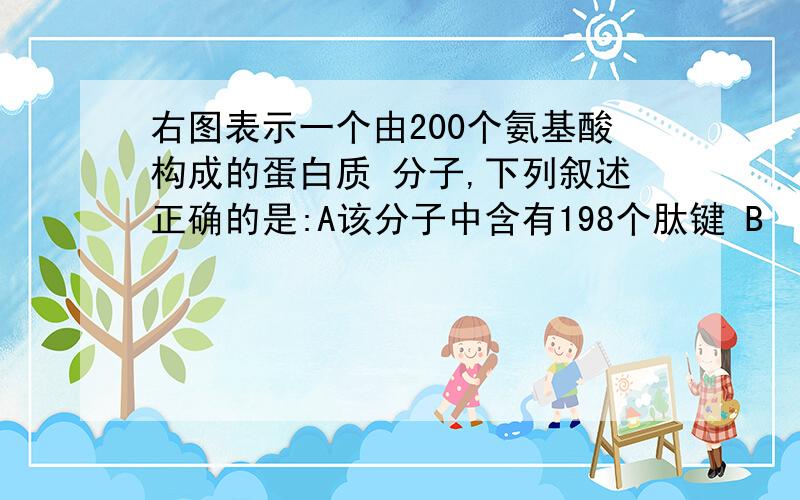 右图表示一个由200个氨基酸构成的蛋白质 分子,下列叙述正确的是:A该分子中含有198个肽键 B