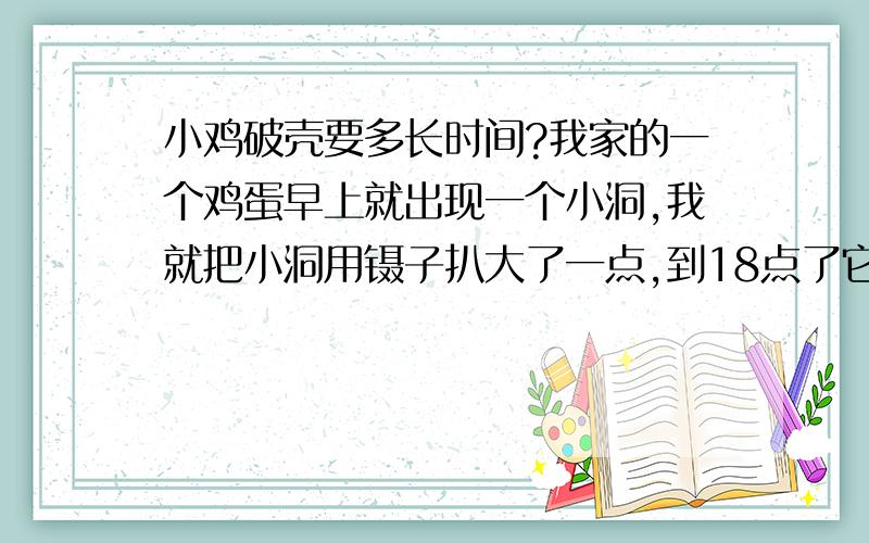 小鸡破壳要多长时间?我家的一个鸡蛋早上就出现一个小洞,我就把小洞用镊子扒大了一点,到18点了它还是没动,一个小嘴在吧唧吧