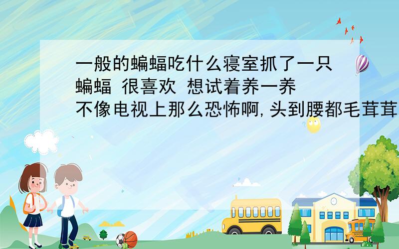 一般的蝙蝠吃什么寝室抓了一只蝙蝠 很喜欢 想试着养一养 不像电视上那么恐怖啊,头到腰都毛茸茸的,也不知道他们吃什么