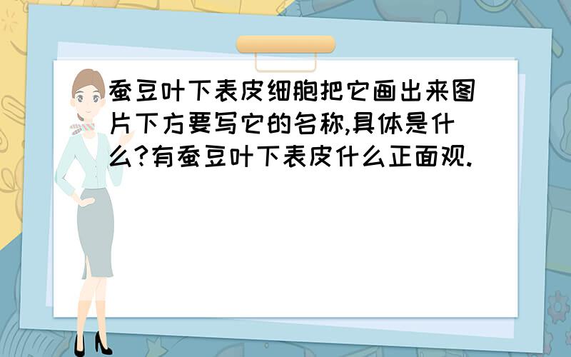 蚕豆叶下表皮细胞把它画出来图片下方要写它的名称,具体是什么?有蚕豆叶下表皮什么正面观.