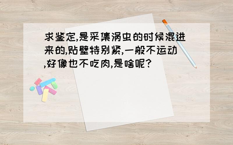 求鉴定,是采集涡虫的时候混进来的,贴壁特别紧,一般不运动,好像也不吃肉,是啥呢?