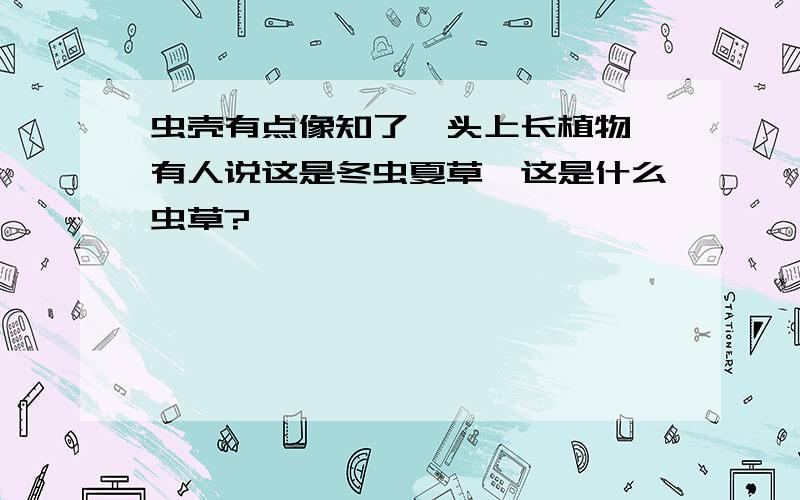 虫壳有点像知了,头上长植物,有人说这是冬虫夏草,这是什么虫草?