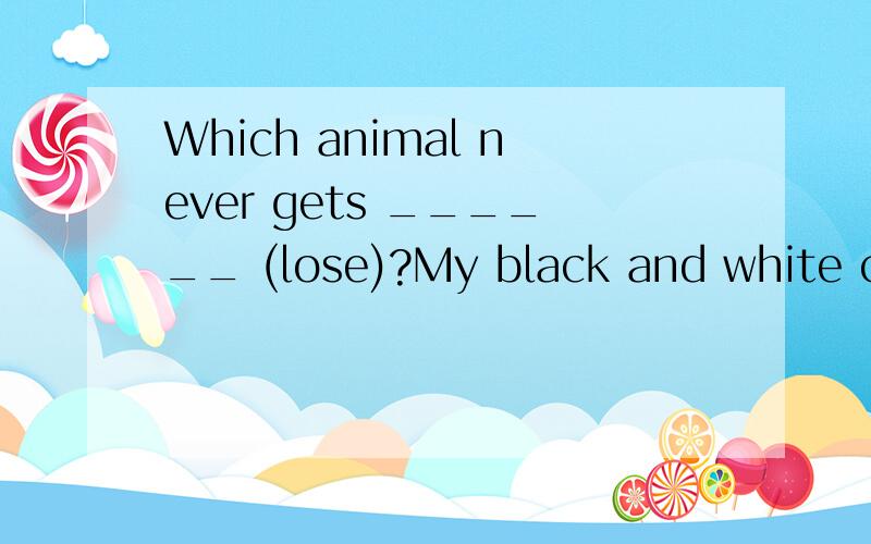 Which animal never gets ______ (lose)?My black and white cat