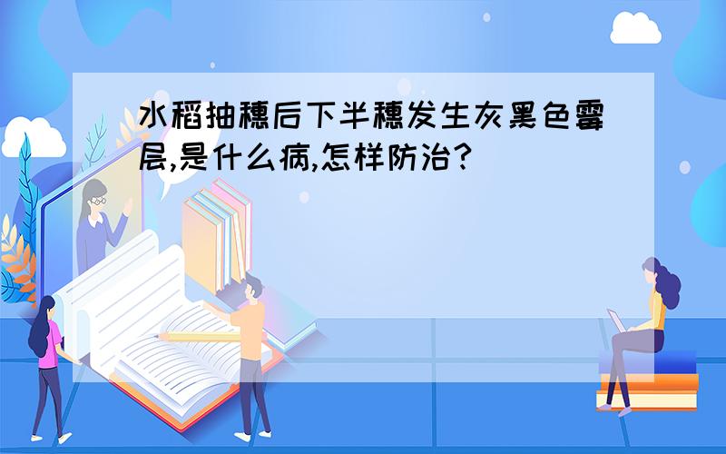 水稻抽穗后下半穗发生灰黑色霉层,是什么病,怎样防治?