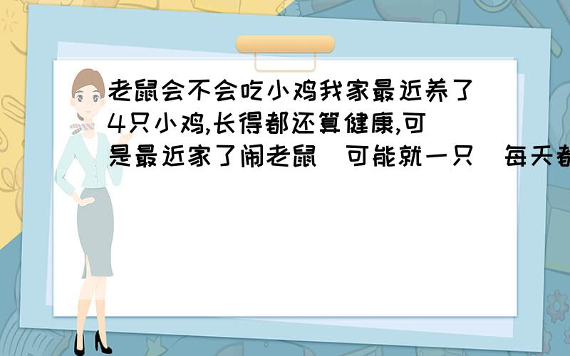 老鼠会不会吃小鸡我家最近养了4只小鸡,长得都还算健康,可是最近家了闹老鼠．可能就一只．每天都担心小鸡会不会被老鼠吃了,不