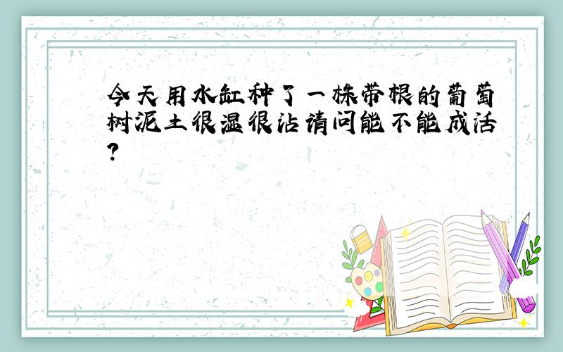 今天用水缸种了一株带根的葡萄树泥土很湿很沾请问能不能成活?