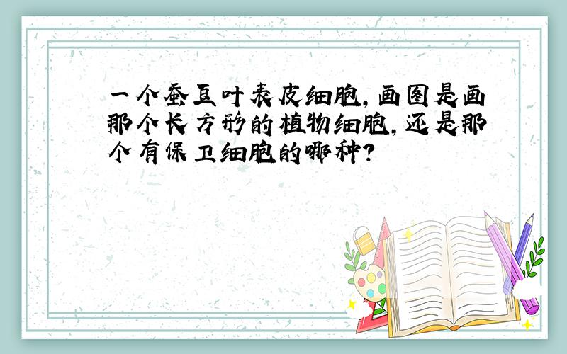 一个蚕豆叶表皮细胞,画图是画那个长方形的植物细胞,还是那个有保卫细胞的哪种?