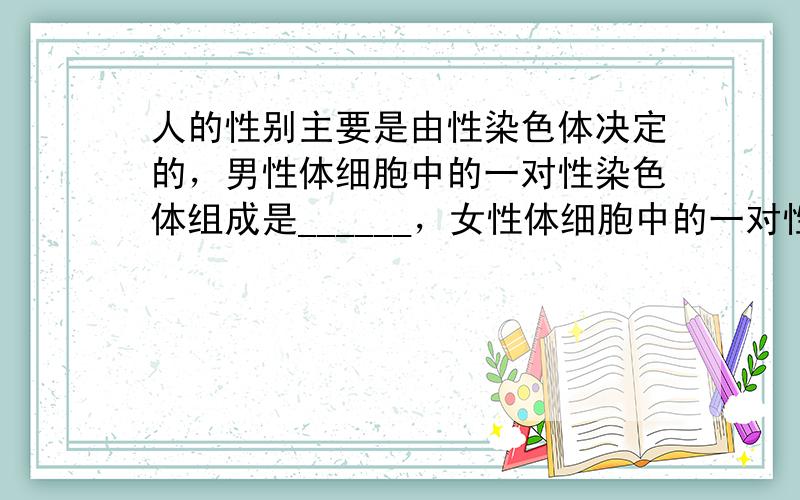 人的性别主要是由性染色体决定的，男性体细胞中的一对性染色体组成是______，女性体细胞中的一对性染色体组成是_____