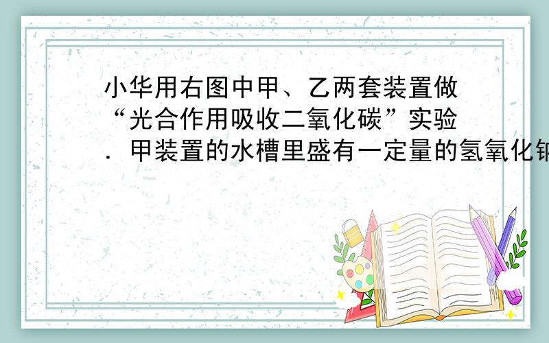 小华用右图中甲、乙两套装置做“光合作用吸收二氧化碳”实验．甲装置的水槽里盛有一定量的氢氧化钠溶液．乙装置水槽中盛等量的清