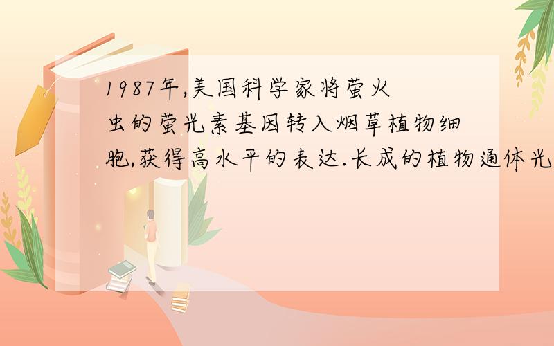 1987年,美国科学家将萤火虫的萤光素基因转入烟草植物细胞,获得高水平的表达.长成的植物通体光亮,堪称自然界的奇迹.这一