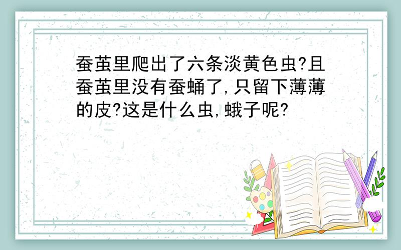 蚕茧里爬出了六条淡黄色虫?且蚕茧里没有蚕蛹了,只留下薄薄的皮?这是什么虫,蛾子呢?