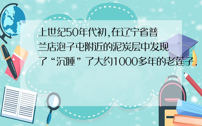 上世纪50年代初,在辽宁省普兰店泡子屯附近的泥炭层中发现了“沉睡”了大约1000多年的老莲子.