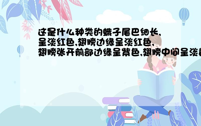 这是什么种类的蛾子尾巴细长,呈淡红色,翅膀边缘呈淡红色,翅膀张开前部边缘呈紫色,翅膀中间呈淡黄色,靠近头部边缘有对称黑色