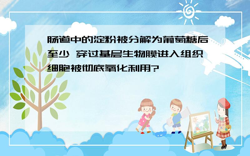 肠道中的淀粉被分解为葡萄糖后至少 穿过基层生物膜进入组织细胞被彻底氧化利用?