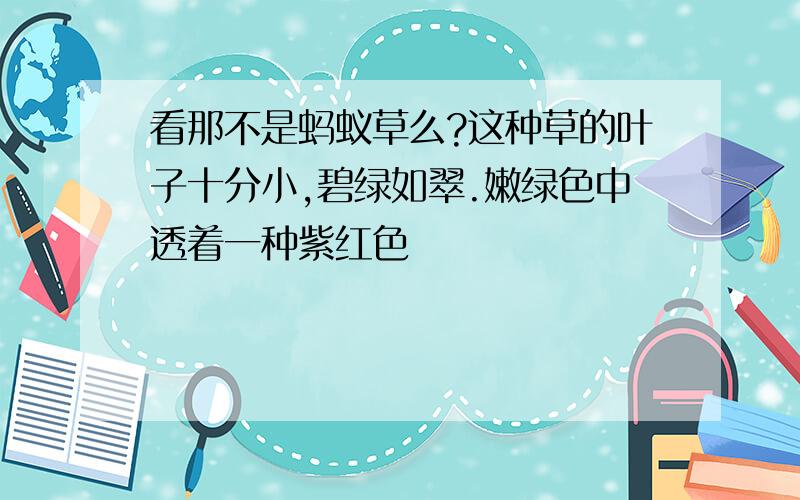 看那不是蚂蚁草么?这种草的叶子十分小,碧绿如翠.嫩绿色中透着一种紫红色