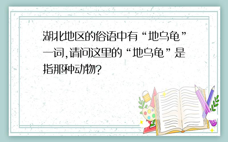 湖北地区的俗语中有“地乌龟”一词,请问这里的“地乌龟”是指那种动物?