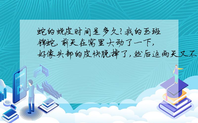 蛇的蜕皮时间是多久?我的玉斑锦蛇,前天在窝里大动了一下,好像头部的皮快脱掉了,然后这两天又不动了,它已经很久没吃东西了,