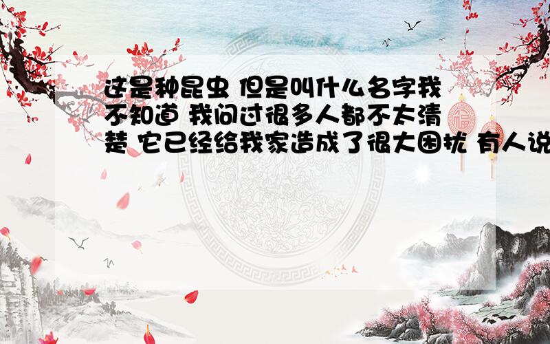 这是种昆虫 但是叫什么名字我不知道 我问过很多人都不太清楚 它已经给我家造成了很大困扰 有人说是蜉