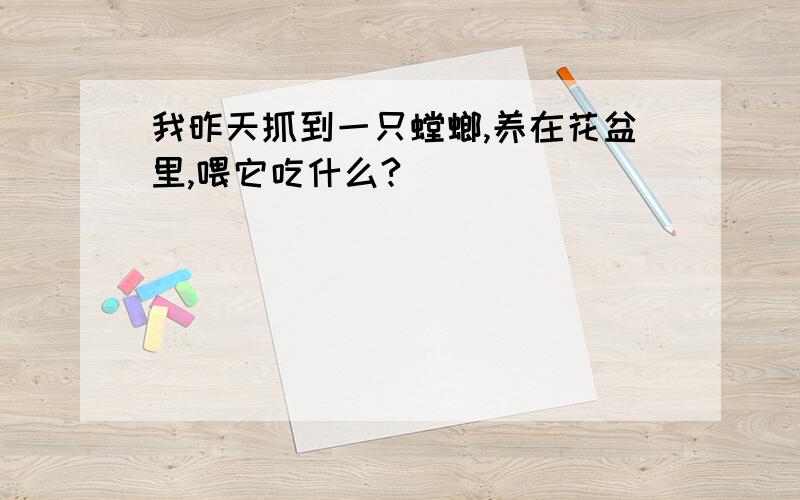 我昨天抓到一只螳螂,养在花盆里,喂它吃什么?