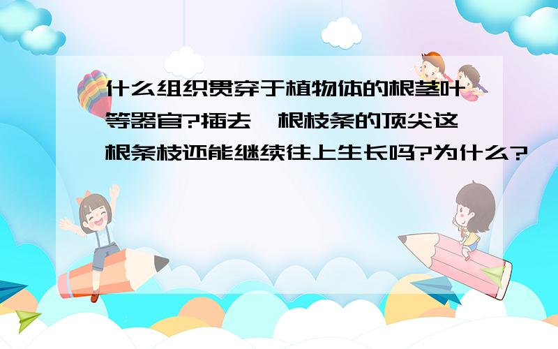 什么组织贯穿于植物体的根茎叶等器官?插去一根枝条的顶尖这根条枝还能继续往上生长吗?为什么?