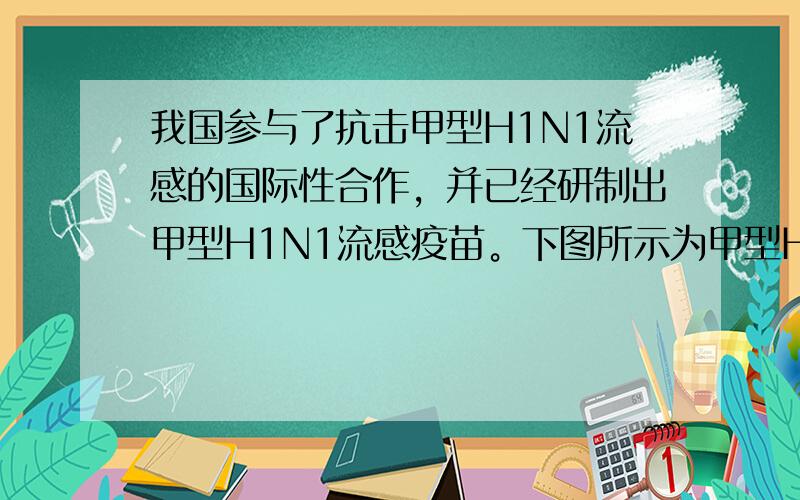 我国参与了抗击甲型H1N1流感的国际性合作，并已经研制出甲型H1N1流感疫苗。下图所示为甲型H1N1病毒在人体细胞中的一