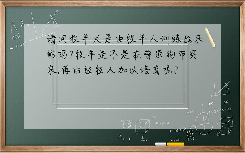 请问牧羊犬是由牧羊人训练出来的吗?牧羊是不是在普通狗市买来,再由放牧人加以培育呢?