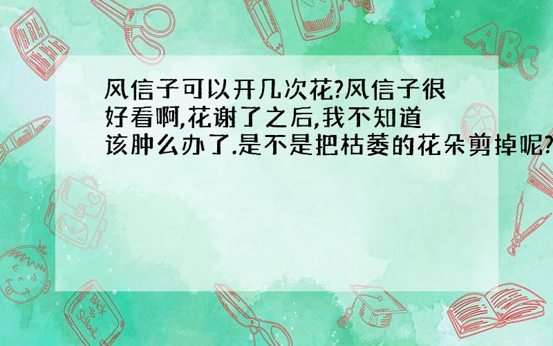 风信子可以开几次花?风信子很好看啊,花谢了之后,我不知道该肿么办了.是不是把枯萎的花朵剪掉呢?能开几次花呀?是不是一次性