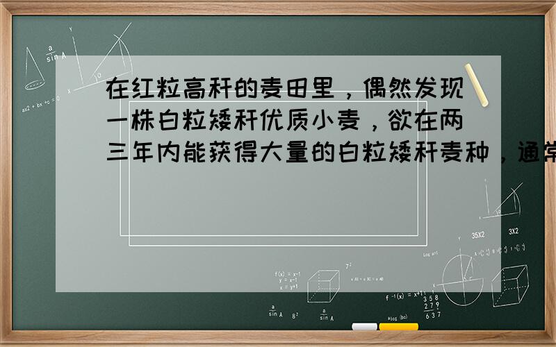 在红粒高秆的麦田里，偶然发现一株白粒矮秆优质小麦，欲在两三年内能获得大量的白粒矮秆麦种，通常用的育种方法是（　　）