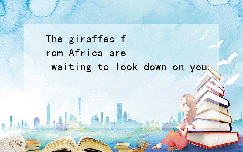 The giraffes from Africa are waiting to look down on you.