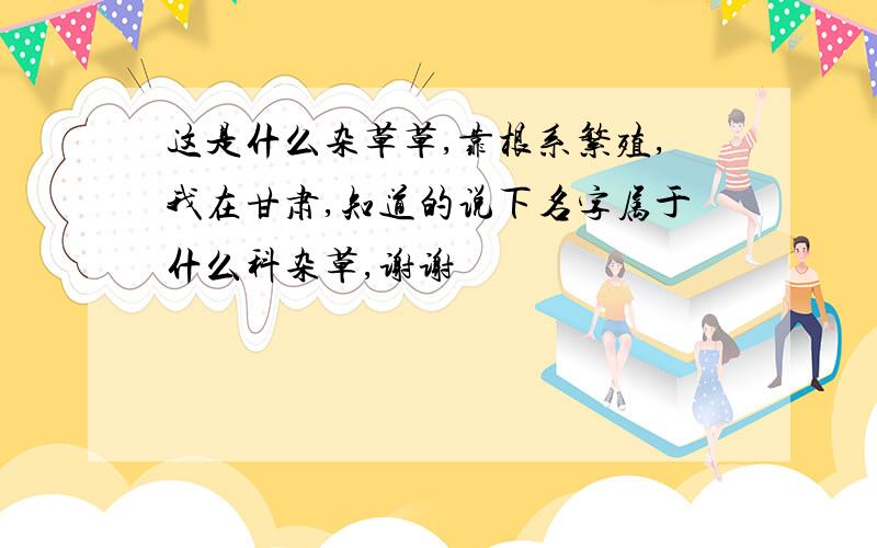 这是什么杂草草,靠根系繁殖,我在甘肃,知道的说下名字属于什么科杂草,谢谢