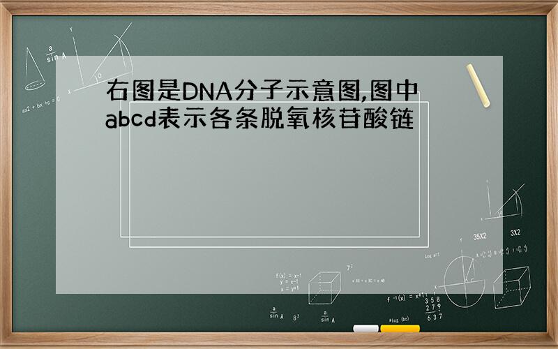 右图是DNA分子示意图,图中abcd表示各条脱氧核苷酸链