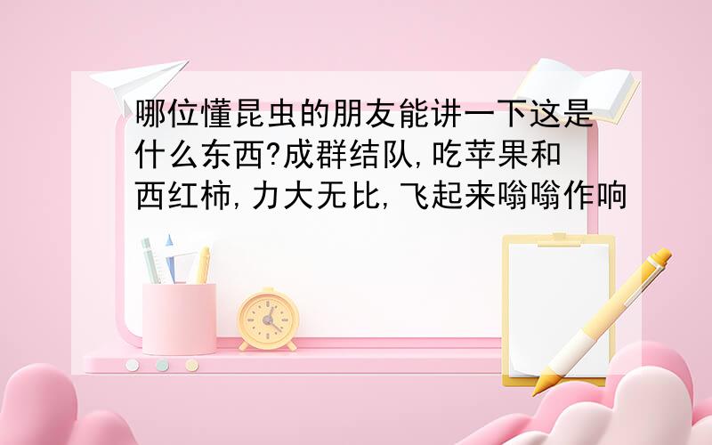 哪位懂昆虫的朋友能讲一下这是什么东西?成群结队,吃苹果和西红柿,力大无比,飞起来嗡嗡作响