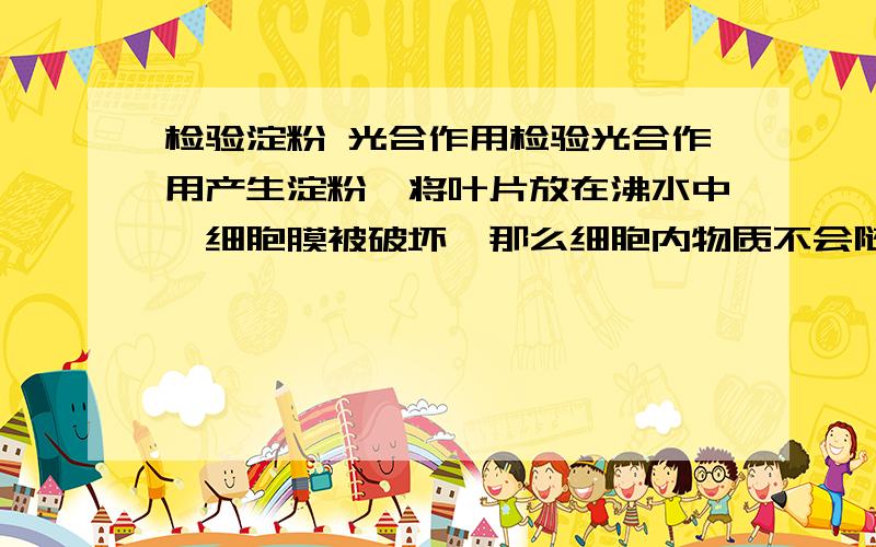 检验淀粉 光合作用检验光合作用产生淀粉,将叶片放在沸水中,细胞膜被破坏,那么细胞内物质不会随水流出吗?尤其是淀粉,还可以