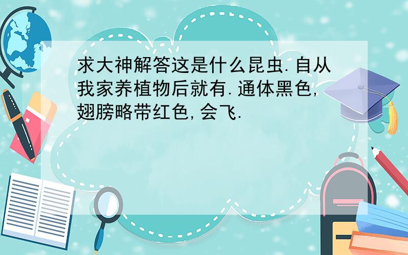 求大神解答这是什么昆虫.自从我家养植物后就有.通体黑色,翅膀略带红色,会飞.