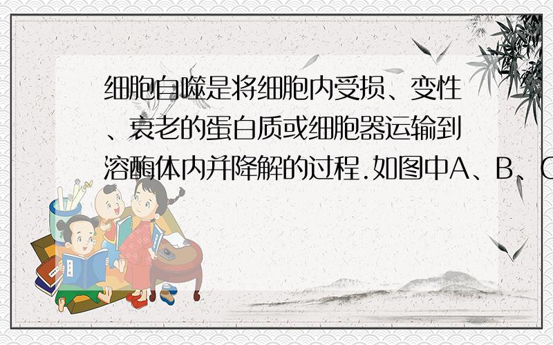 细胞自噬是将细胞内受损、变性、衰老的蛋白质或细胞器运输到溶酶体内并降解的过程.如图中A、B、C表示细胞自噬的三种方式，相