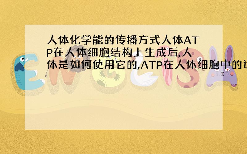 人体化学能的传播方式人体ATP在人体细胞结构上生成后,人体是如何使用它的,ATP在人体细胞中的运输渠道,从生成位置到使用