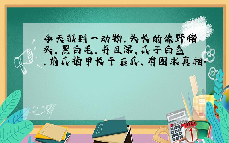 今天抓到一动物,头长的像野猪头,黑白毛,并且深,爪子白色,前爪指甲长于后爪,有图求真相.