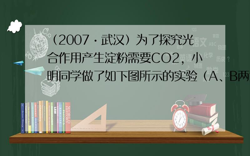 （2007•武汉）为了探究光合作用产生淀粉需要CO2，小明同学做了如下图所示的实验（A、B两盆天竺葵在同一暗室中放置一昼