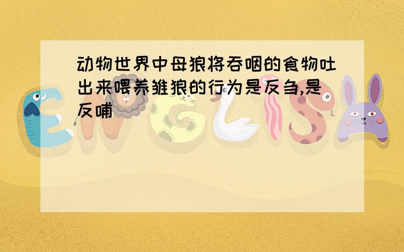 动物世界中母狼将吞咽的食物吐出来喂养雏狼的行为是反刍,是反哺