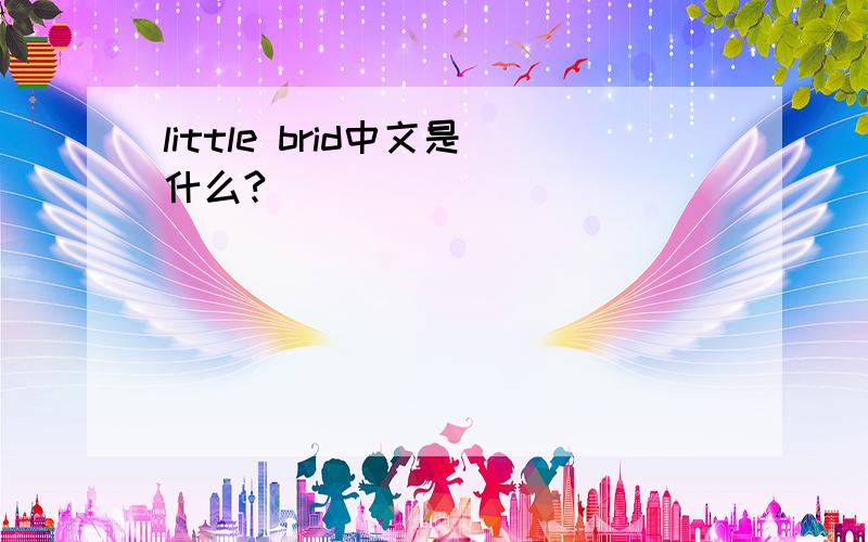 little brid中文是什么?