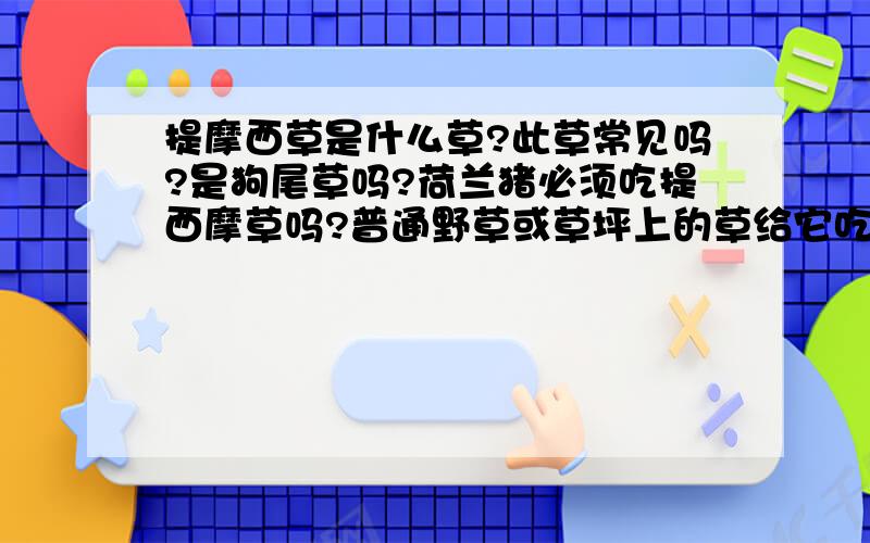 提摩西草是什么草?此草常见吗?是狗尾草吗?荷兰猪必须吃提西摩草吗?普通野草或草坪上的草给它吃行吗?