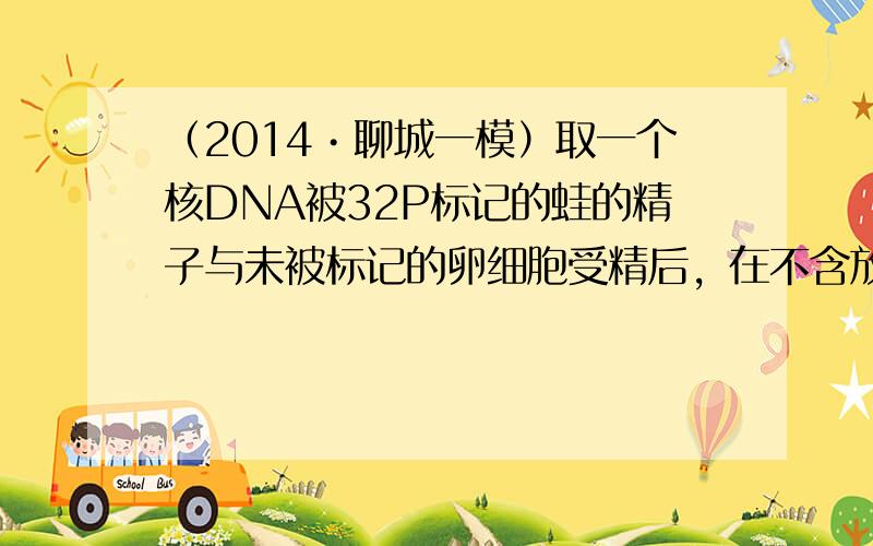 （2014•聊城一模）取一个核DNA被32P标记的蛙的精子与未被标记的卵细胞受精后，在不含放射性标记的培养基中连续分裂2