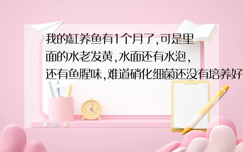 我的缸养鱼有1个月了,可是里面的水老发黄,水面还有水泡,还有鱼腥味,难道硝化细菌还没有培养好?我现在就过滤棉玻璃环,上虑