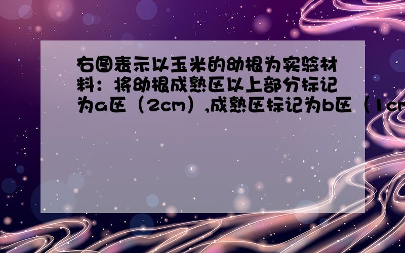 右图表示以玉米的幼根为实验材料：将幼根成熟区以上部分标记为a区（2cm）,成熟区标记为b区（1cm）,成熟区以下标记为c