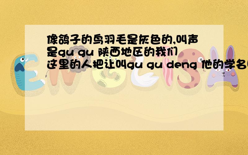 像鸽子的鸟羽毛是灰色的,叫声是gu gu 陕西地区的我们这里的人把让叫gu gu deng 他的学名叫什么?