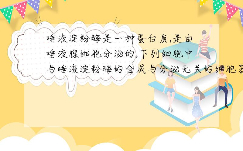 唾液淀粉酶是一种蛋白质,是由唾液腺细胞分泌的,下列细胞中与唾液淀粉酶的合成与分泌无关的细胞器是